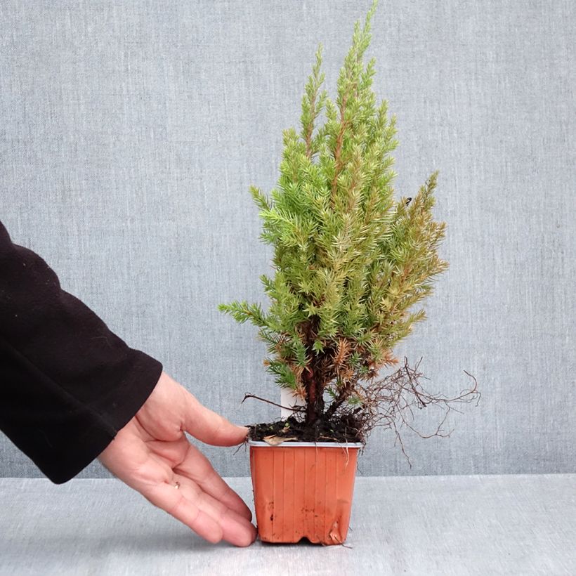 Ejemplar de Juniperus chinensis Stricta - Enebro de la China Maceta de 8/9 cm entregado en otoño