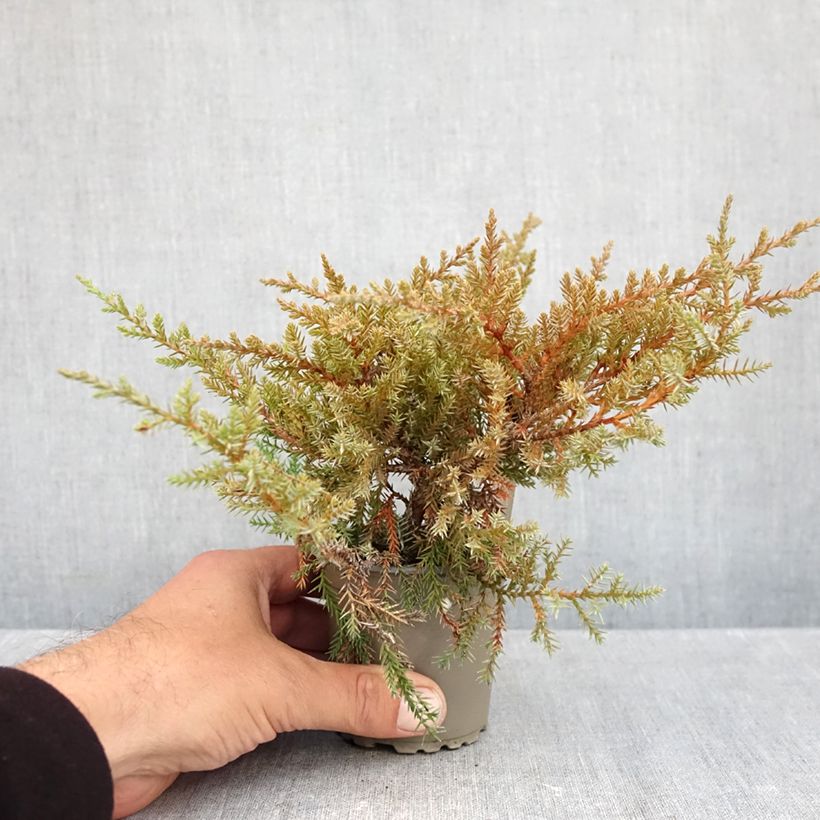 Ejemplar de Juniperus pfitzeriana Compacta - Enebro híbrido Maceta de 8/9 cm entregado en otoño