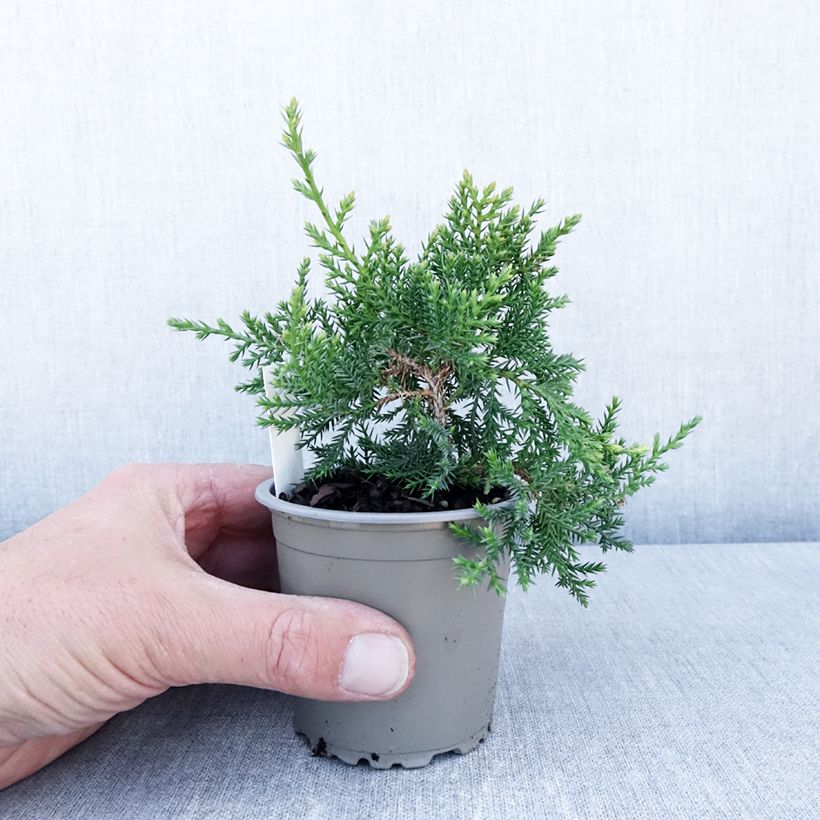 Juniperus pfitzeriana Compacta - Enebro híbrido Maceta de 8/9 cm Ejemplar entregado en la primavera