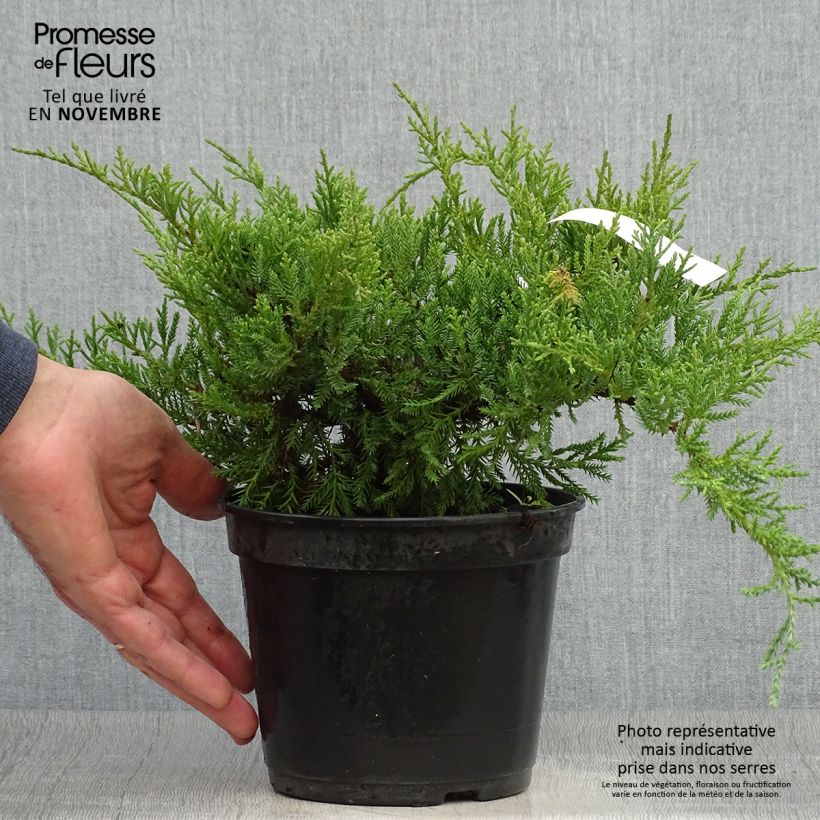 Ejemplar de Juniperus pfitzeriana Compacta - Enebro híbrido Maceta 2L/3L entregado en otoño