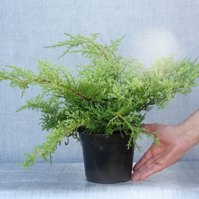 Ejemplar de Juniperus pfitzeriana Compacta - Enebro híbrido Maceta 2L/3L entregado en verano