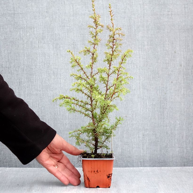 Ejemplar de Juniperus communis Suecica - Enebro común Maceta de 8/9 cm entregado en otoño