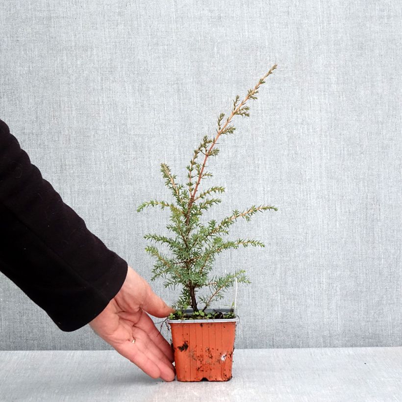 Juniperus communis Suecica - Enebro común Maceta de 8/9 cm Ejemplar entregado en la primavera