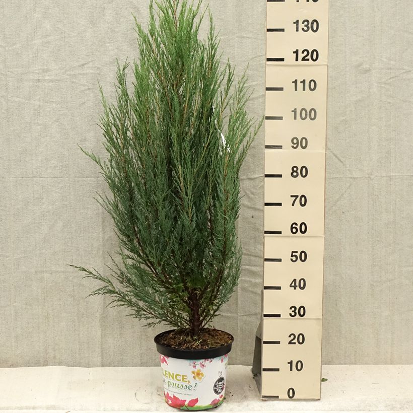 Ejemplar de Juniperus scopulorum Blue Arrow - Enebro de las Rocallosas Maceta 6L/7L entregado en verano