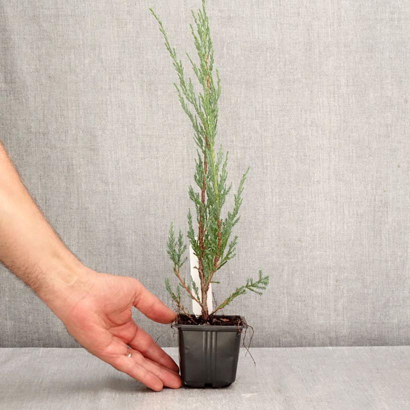 Ejemplar de Juniperus scopulorum Blue Arrow - Enebro de las Rocallosas Maceta de 8/9 cm entregado en otoño