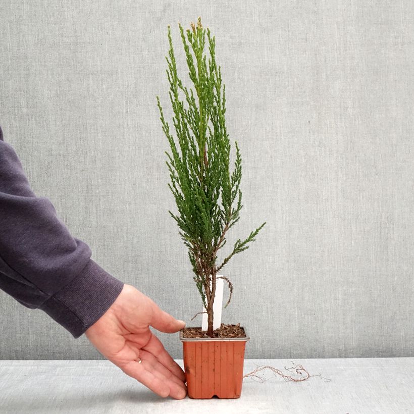 Juniperus scopulorum Blue Arrow - Enebro de las Rocallosas Maceta de 8/9 cm Ejemplar entregado en la primavera