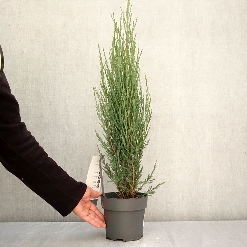 Ejemplar de Juniperus scopulorum Blue Arrow - Enebro de las Rocallosas Maceta 2L/3L entregado en otoño