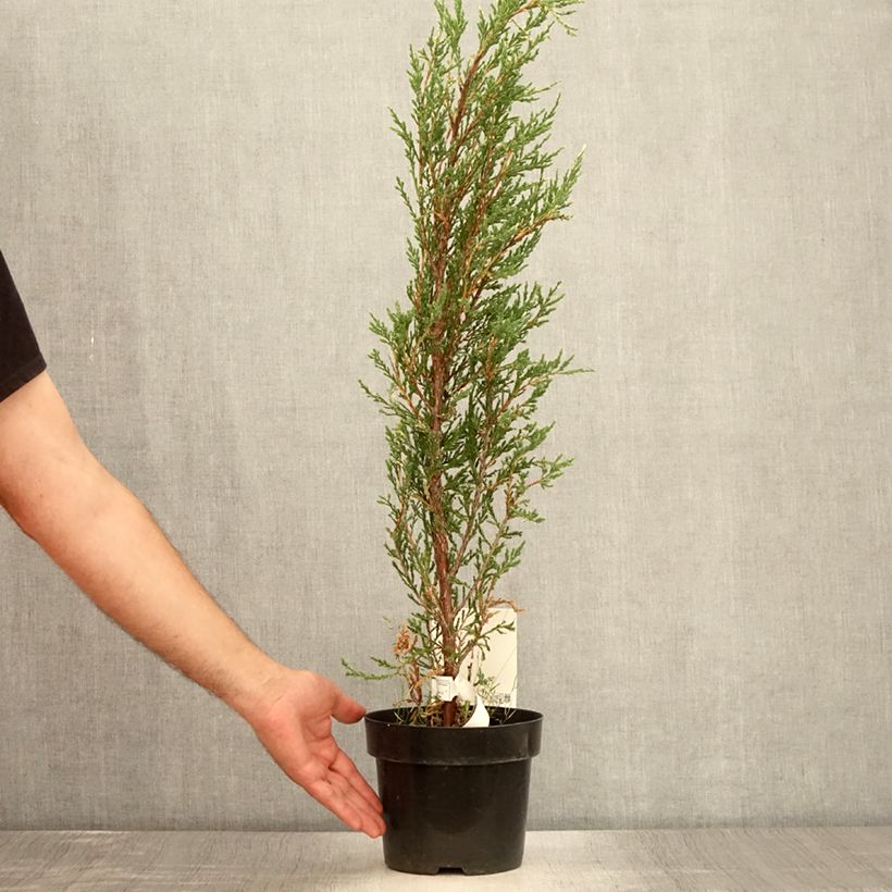 Ejemplar de Juniperus scopulorum Blue Ivory - Enebro de las Rocallosas Maceta 2L/3L entregado en verano