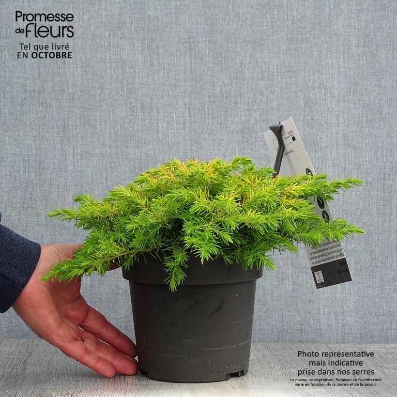Ejemplar de Juniperus conferta All Gold - Enebro Maceta 2L/3L entregado en otoño