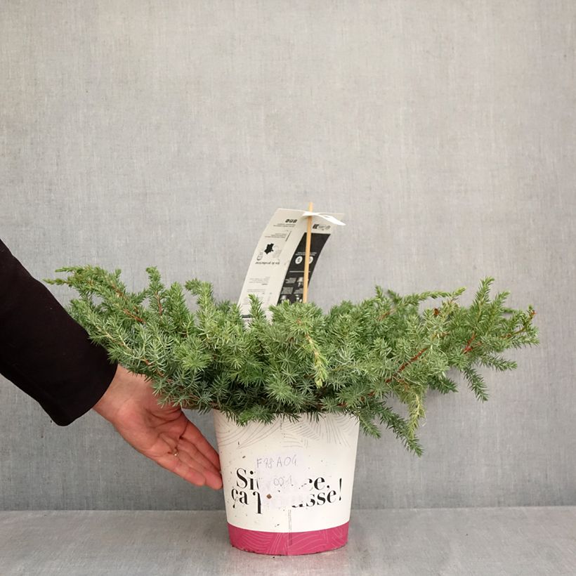 Ejemplar de Juniperus conferta Schlager - Enebro Maceta 4L/5L entregado en otoño