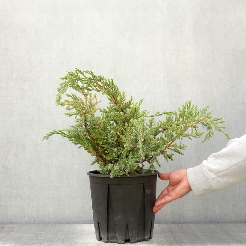 Ejemplar de Juniperus squamata Blue Carpet - Enebro escamoso Maceta 4L/5L entregado en verano