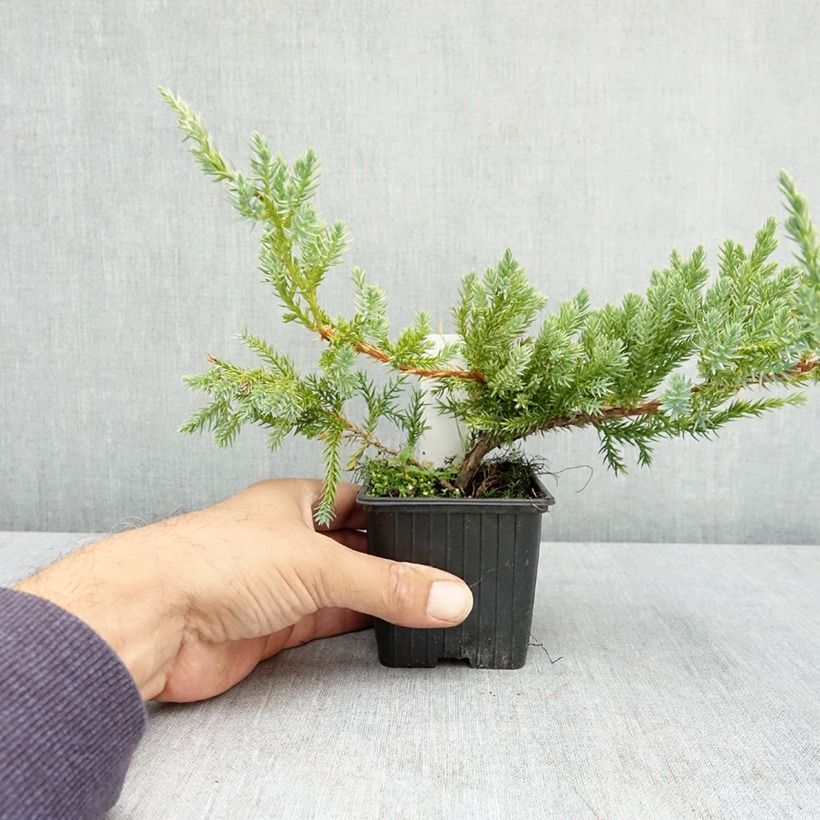 Ejemplar de Juniperus squamata Blue Carpet - Enebro escamoso Maceta de 7/8 cm entregado en verano