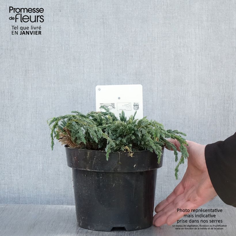 Juniperus squamata Blue Spider - Enebro escamoso Maceta 2L/3L Ejemplar entregado en invierno