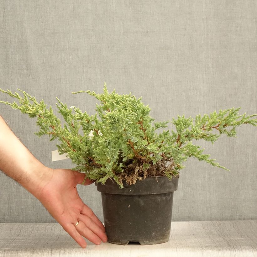 Ejemplar de Juniperus squamata Dream Joy - Enebro escamoso Maceta 2L/3L entregado en verano