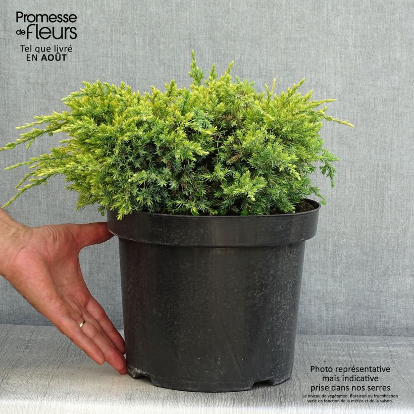 Ejemplar de Juniperus squamata Dream Joy - Enebro escamoso Maceta 7,5L/10L entregado en verano