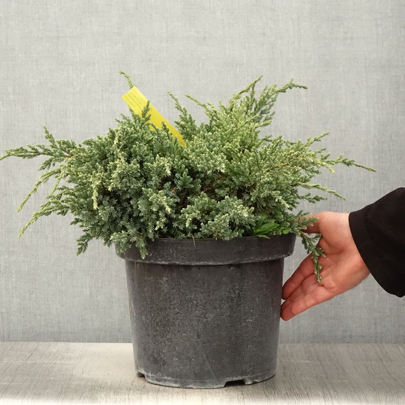 Juniperus squamata Dream Joy - Enebro escamoso Maceta 7,5L/10L Ejemplar entregado en la primavera