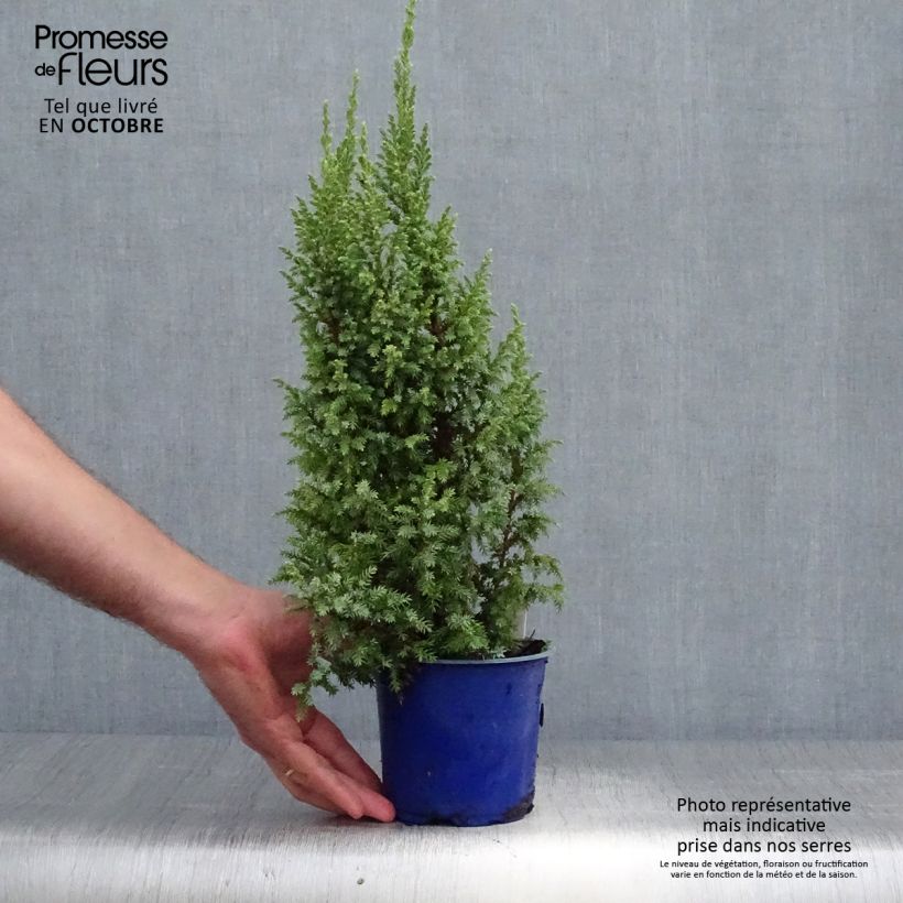 Ejemplar de Juniperus squamata Loderi - Enebro escamoso Maceta 2L/3L entregado en otoño