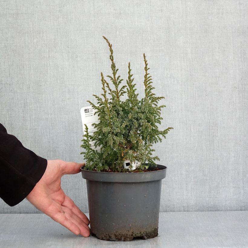 Juniperus squamata Loderi - Enebro escamoso Maceta 2L/3L Ejemplar entregado en invierno