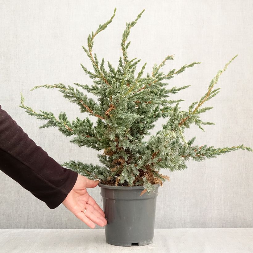 Ejemplar de Juniperus squamata Meyeri - Enebro escamoso Maceta 3L/4L entregado en otoño