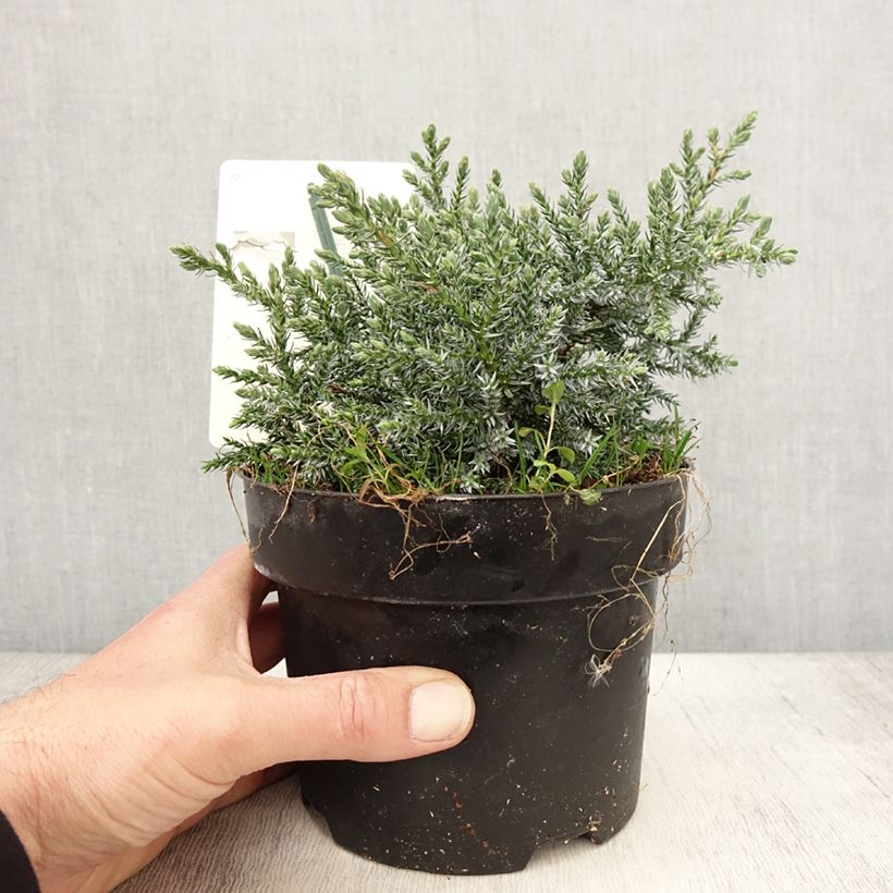 Juniperus squamata Tropical Blue - Enebro escamoso Maceta 2L/3L Ejemplar entregado en la primavera