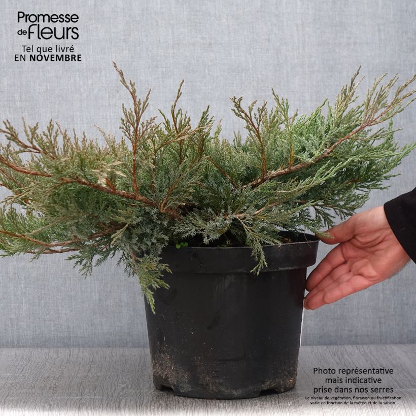Ejemplar de Juniperus horizontalis Agnieszka - Enebro rastrero Maceta 7,5L/10L entregado en otoño
