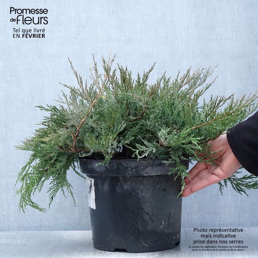 Juniperus horizontalis Agnieszka - Enebro rastrero Maceta 7,5L/10L Ejemplar entregado en invierno