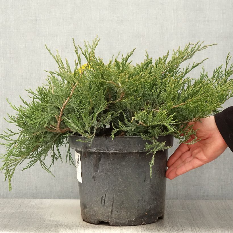 Juniperus horizontalis Agnieszka - Enebro rastrero Maceta 7,5L/10L Ejemplar entregado en la primavera