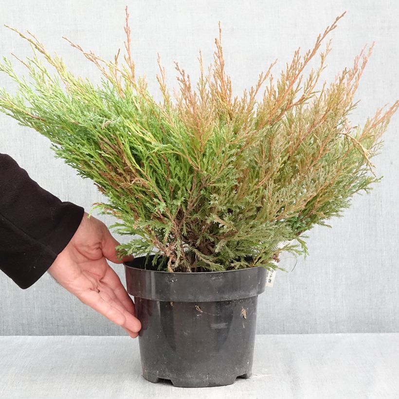 Ejemplar de Juniperus horizontalis Andorra Compact - Enebro rastrero Maceta 2L/3L entregado en otoño