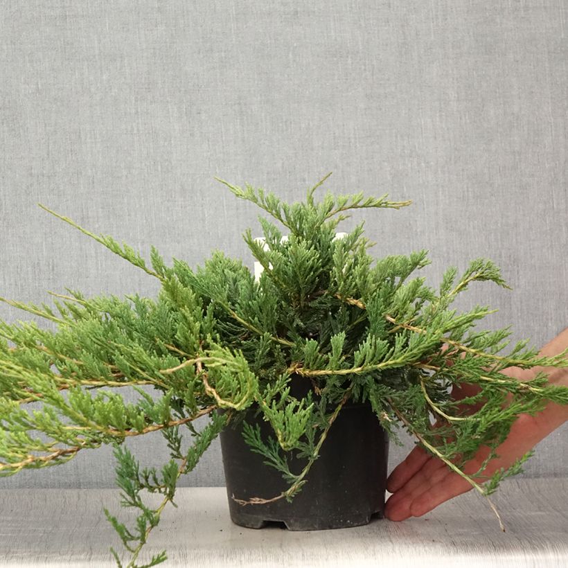 Ejemplar de Juniperus horizontalis Jade River - Enebro rastrero Maceta 2L/3L entregado en verano