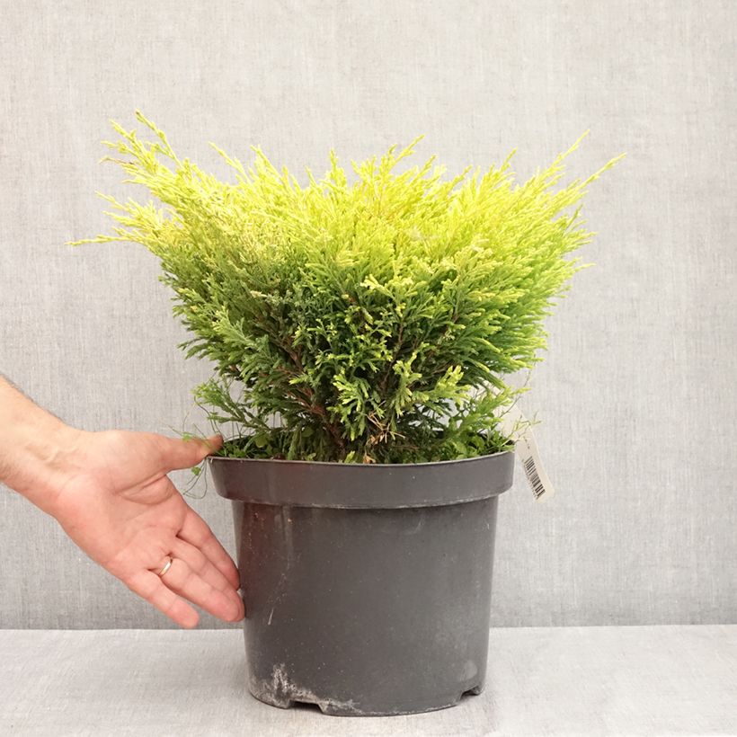 Ejemplar de Juniperus horizontalis Limeglow - Enebro rastrero Maceta 7,5L/10L entregado en verano