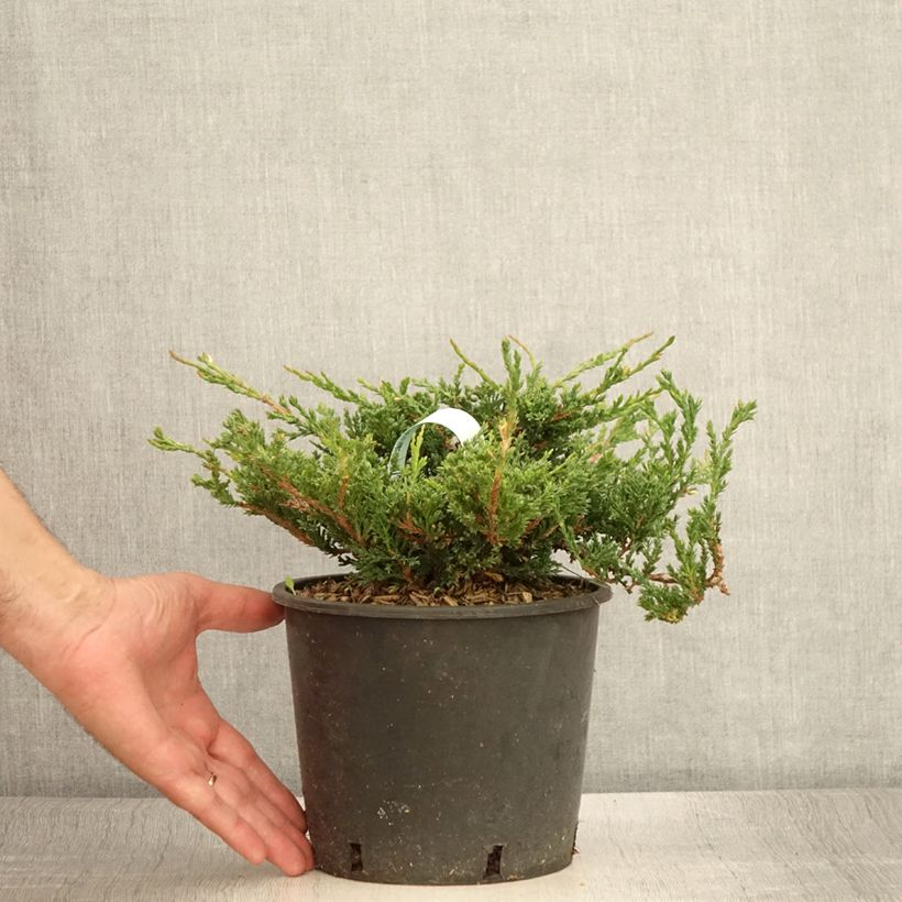 Ejemplar de Juniperus horizontalis Prince Of Wales - Enebro rastrero Maceta 2L/3L entregado en verano
