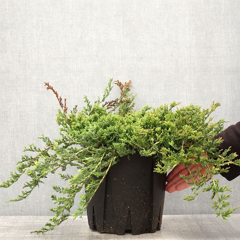 Juniperus horizontalis Prince Of Wales - Enebro rastrero Maceta 7,5L/10L Ejemplar entregado en la primavera