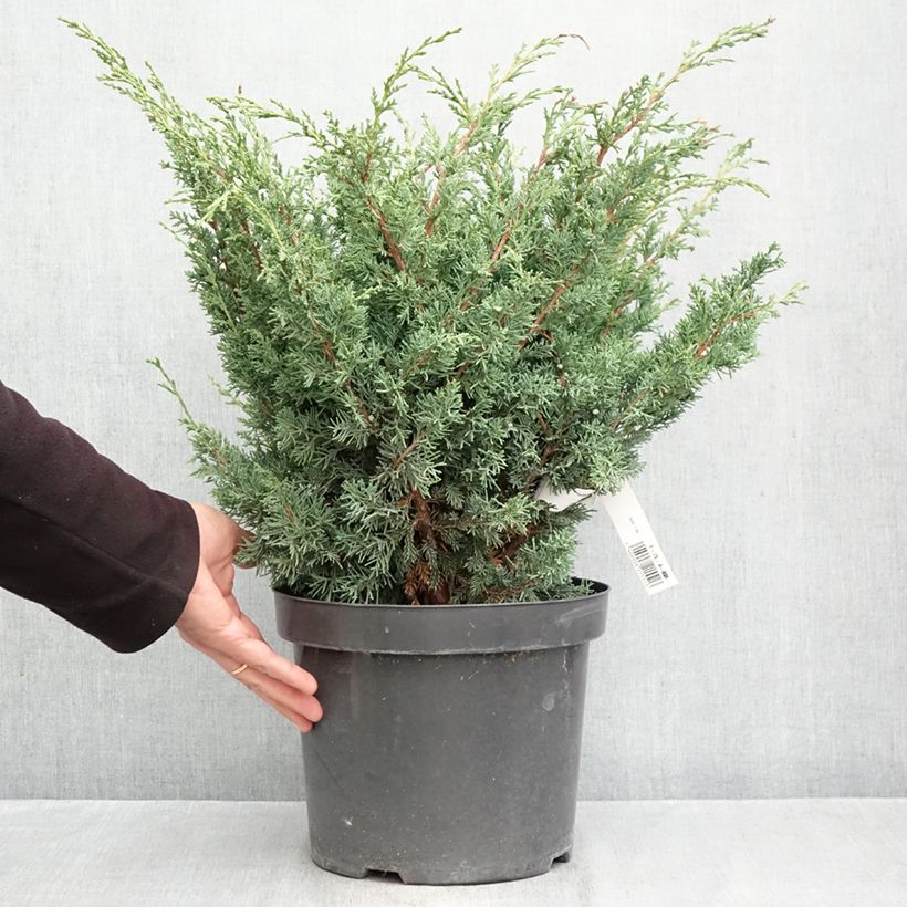 Ejemplar de Juniperus chinensis Blaauw - Enebro de la China Maceta 7,5L/10L entregado en otoño