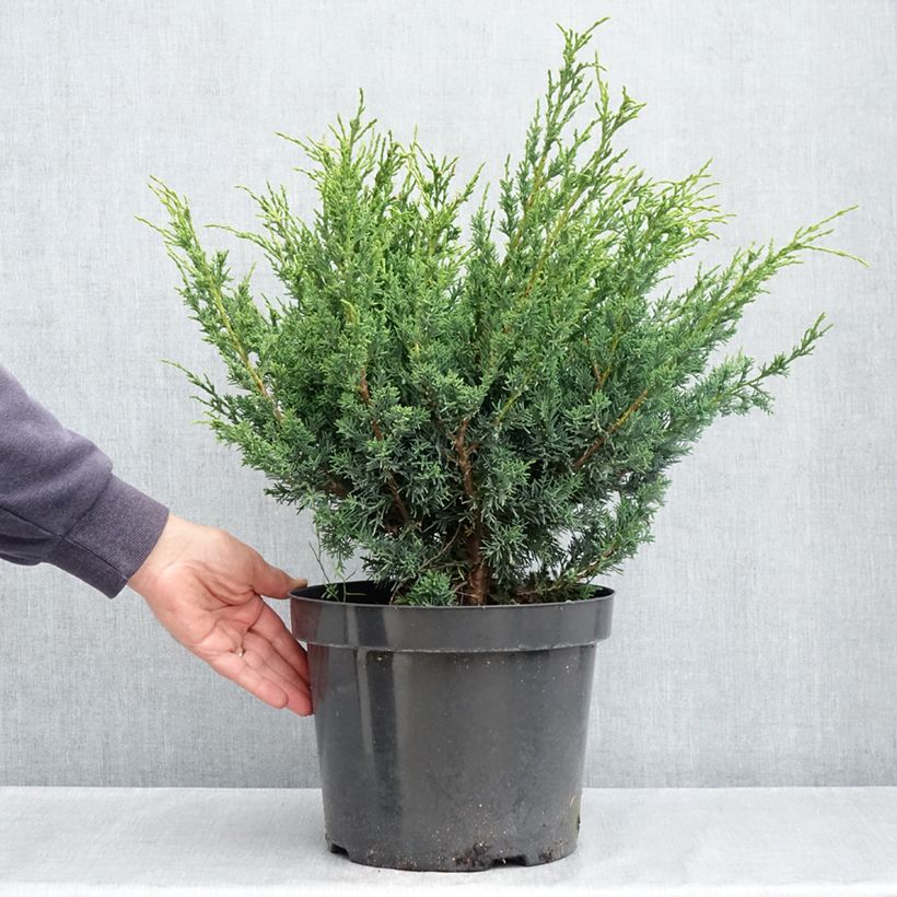 Juniperus chinensis Blaauw - Enebro de la China Maceta 7,5L/10L Ejemplar entregado en la primavera