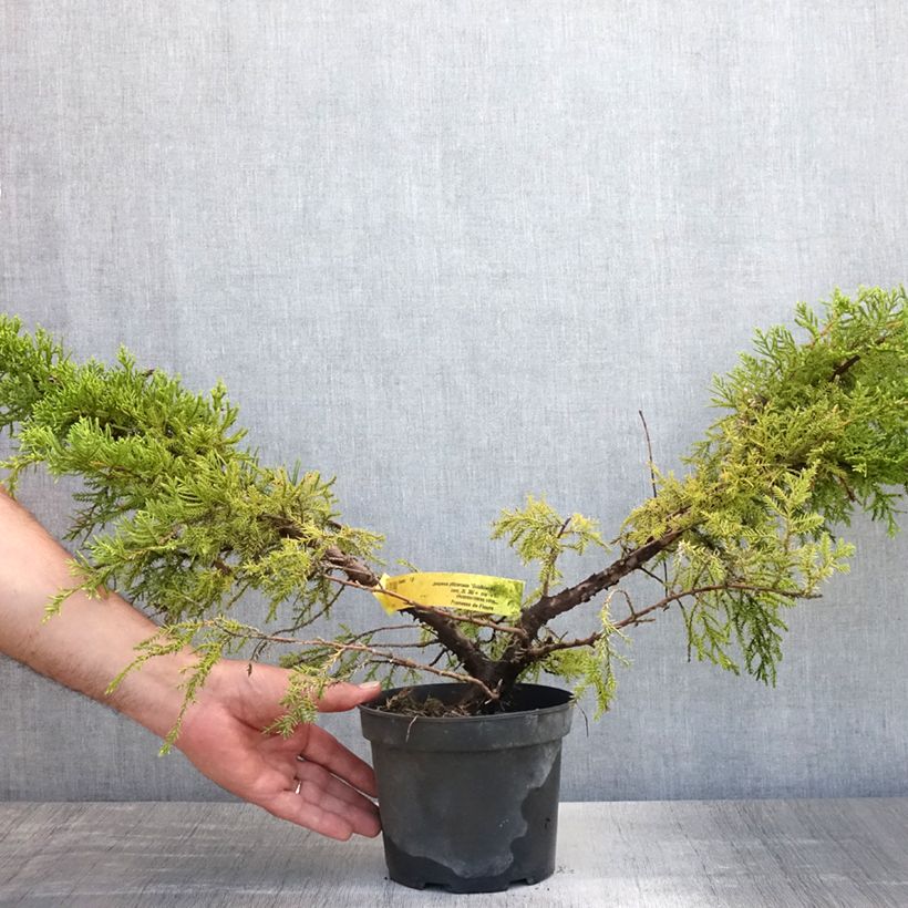 Ejemplar de Juniperus pfitzeriana Goldkissen - Enebro híbrido Maceta 2L/3L entregado en verano