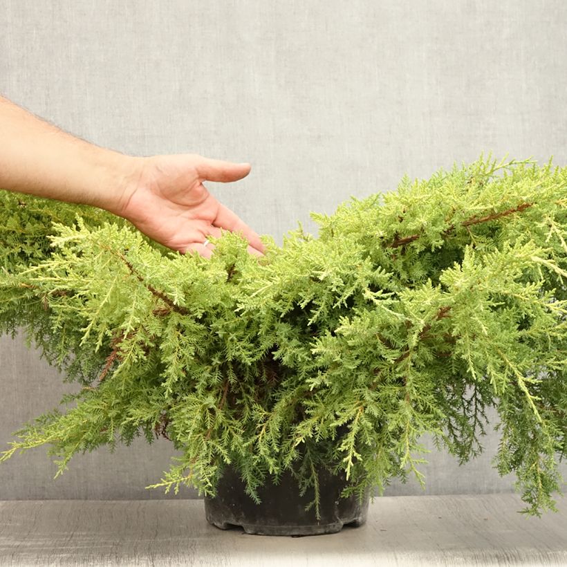 Ejemplar de Juniperus pfitzeriana Goldkissen - Enebro híbrido Maceta 7,5L/10L entregado en verano