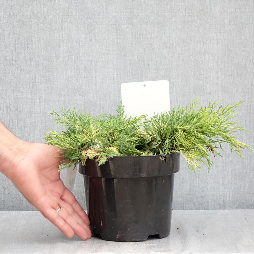 Ejemplar de Juniperus pfitzeriana King of Spring - Enebro híbrido Maceta 2L/3L entregado en verano