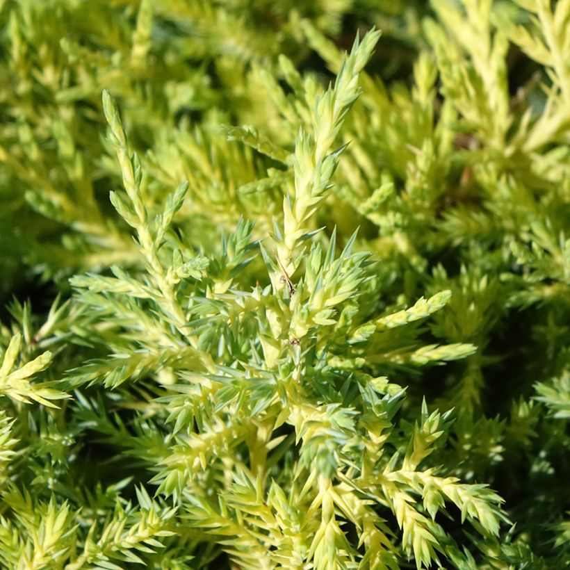 Juniperus pfitzeriana King of Spring - Enebro híbrido (Follaje)
