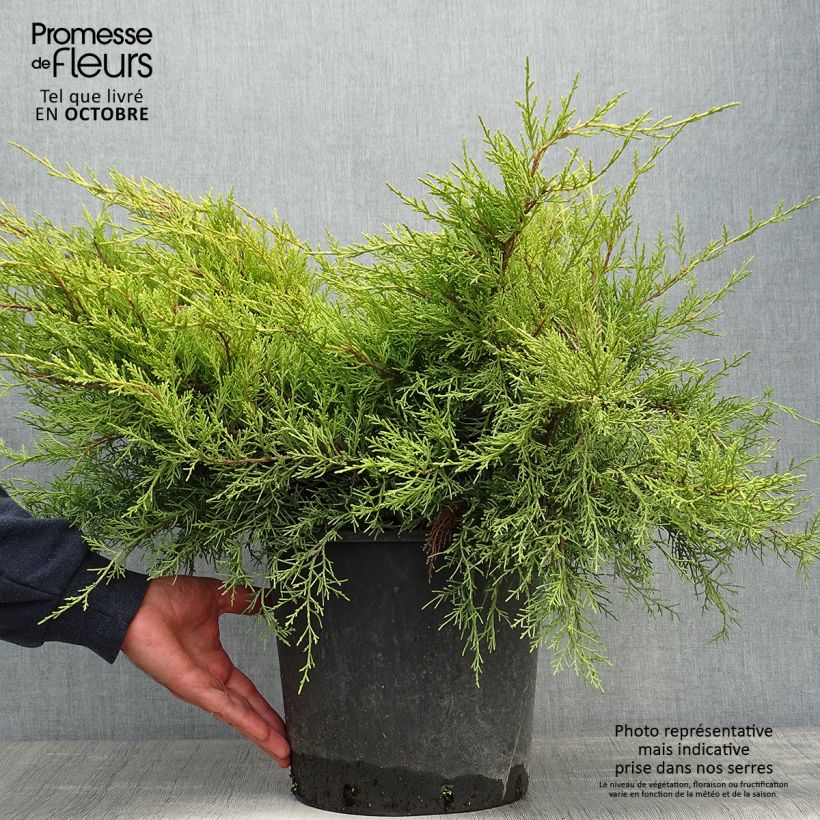 Ejemplar de Juniperus pfitzeriana Old Gold - Enebro híbrido Maceta 7,5L/10L entregado en otoño