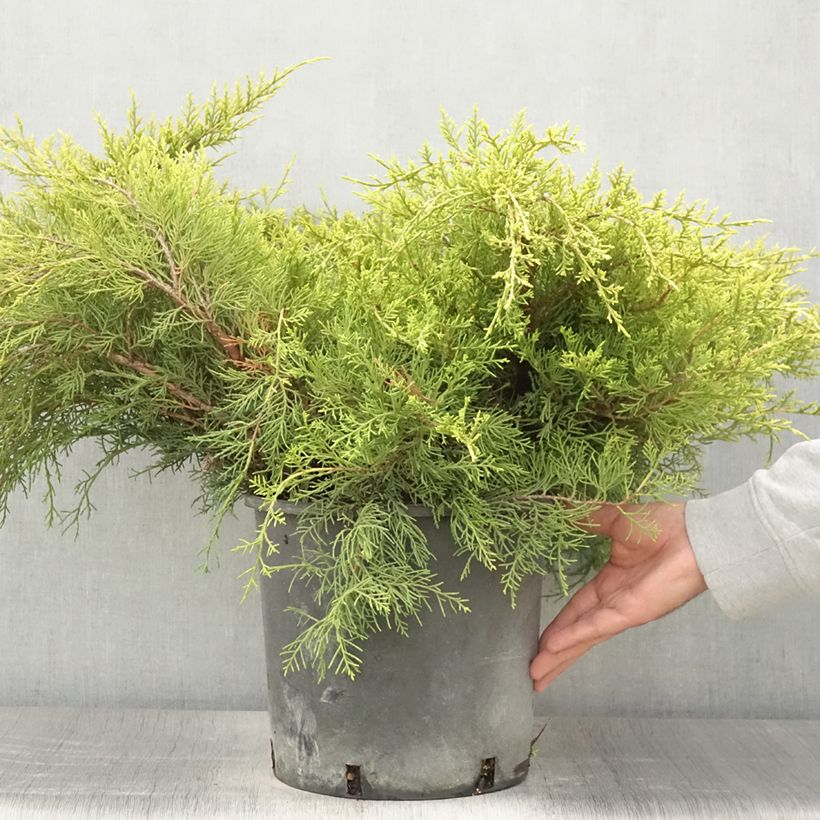 Ejemplar de Genévrier - Juniperus pfitzeriana Old Gold                Pot de 7,5L/10L entregado en verano