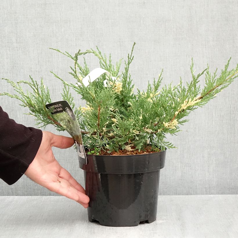 Ejemplar de Juniperus pfitzeriana White Splash - Enebro híbrido Maceta 2L/3L entregado en otoño