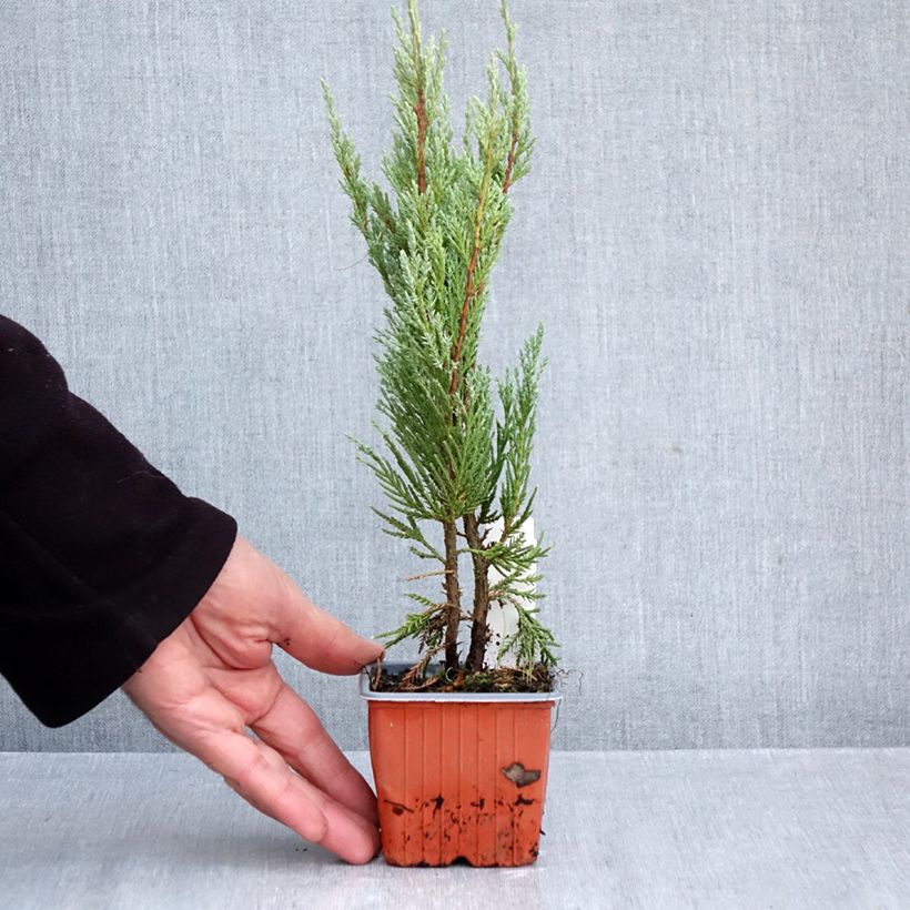 Ejemplar de Juniperus scopulorum Moonglow - Enebro de las Rocallosas Maceta de 8/9 cm entregado en otoño