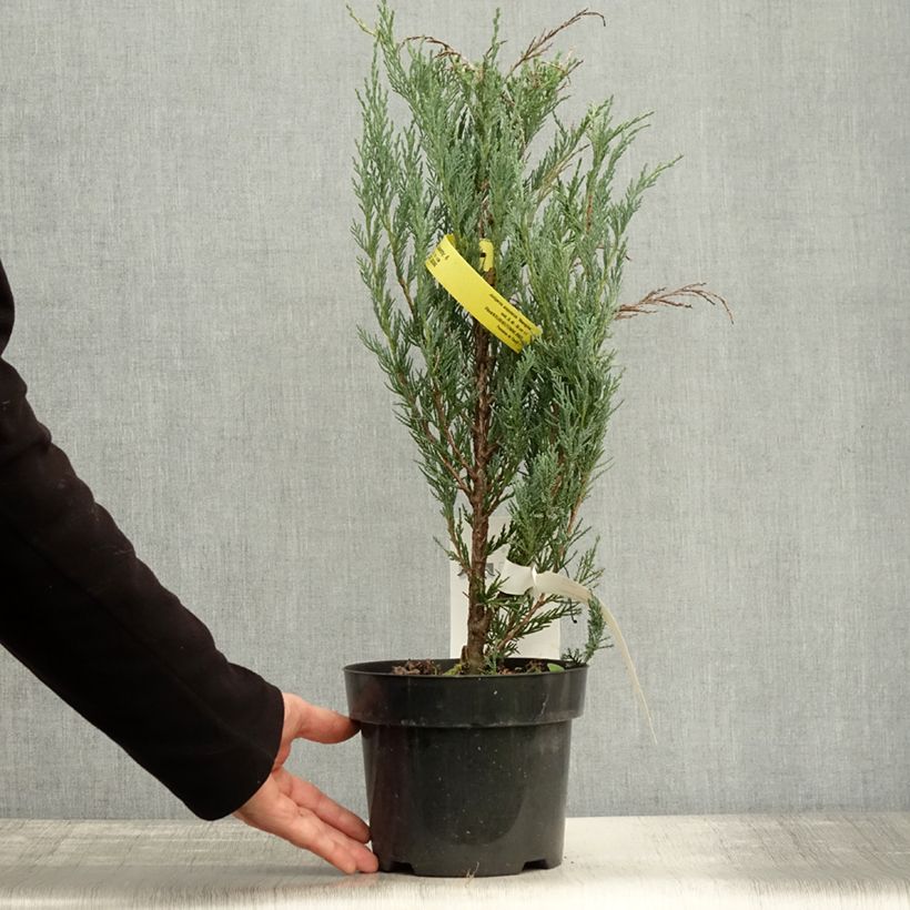 Ejemplar de Juniperus scopulorum Moonglow - Enebro de las Rocallosas Maceta 2L/3L entregado en otoño