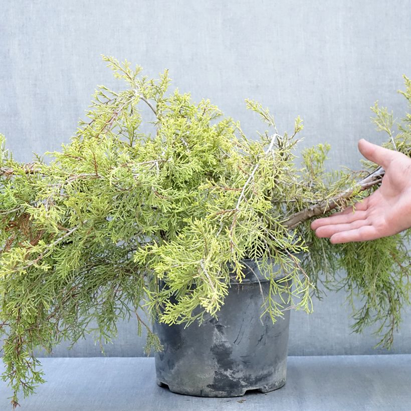 Ejemplar de Juniperus pfitzeriana Gold Coast - Enebro híbrido Maceta 7,5L/10L entregado en otoño