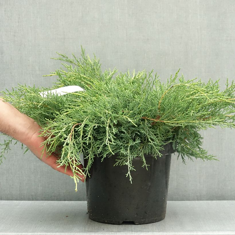 Ejemplar de Juniperus pfitzeriana Gold Star - Enebro híbrido Maceta 7,5L/10L entregado en otoño