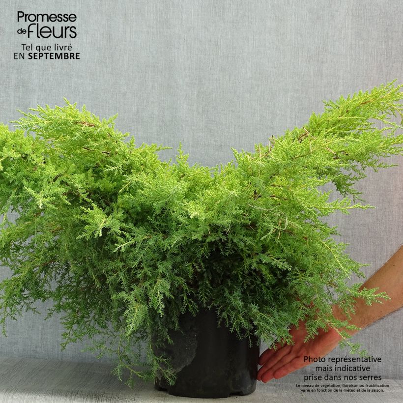 Ejemplar de Juniperus pfitzeriana Gold Star - Enebro híbrido Maceta 7,5L/10L entregado en verano