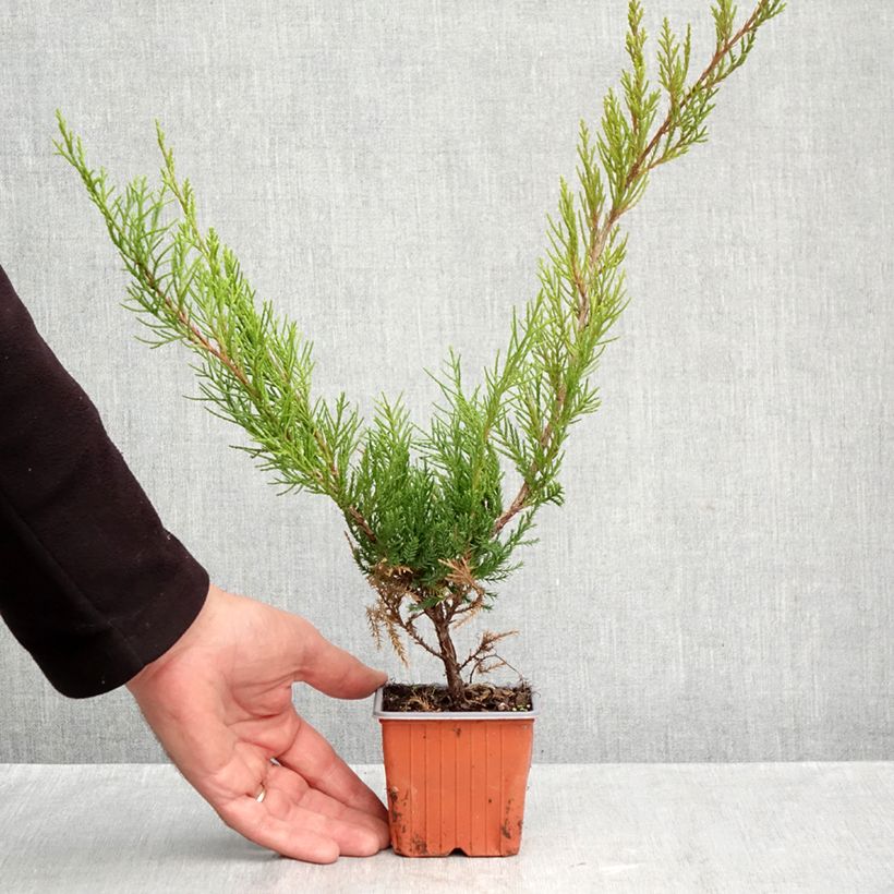 Ejemplar de Juniperus media Mint Julep - Enebro híbrido Maceta de 8/9 cm entregado en otoño