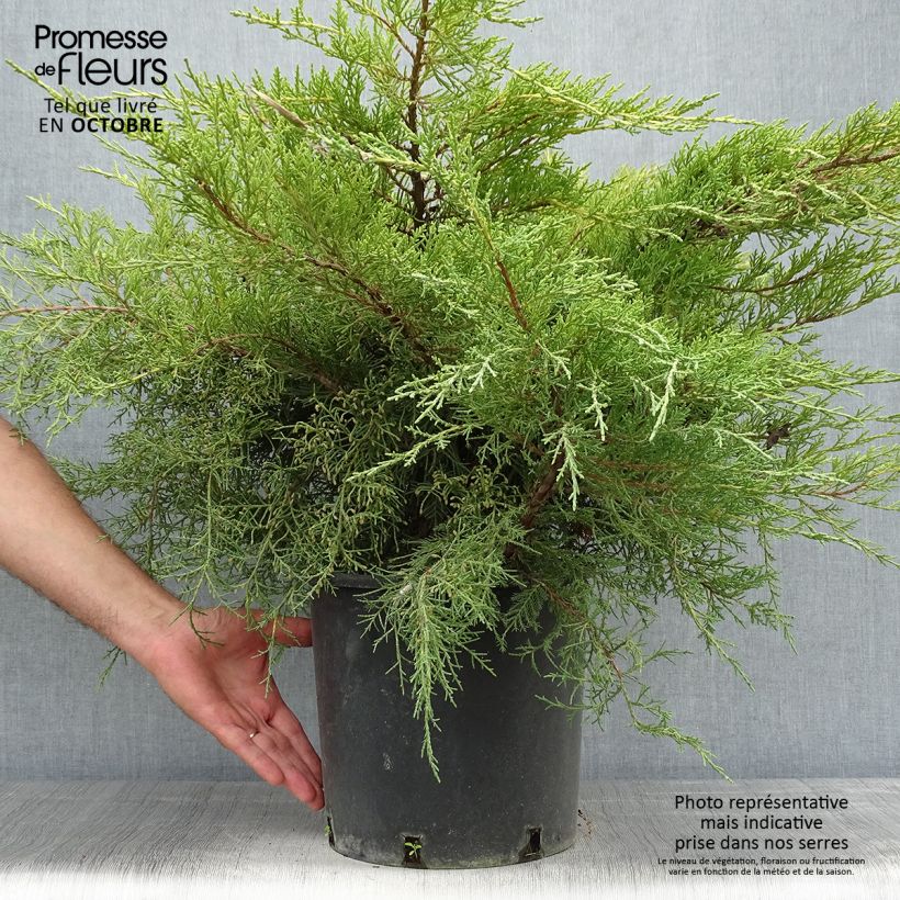 Ejemplar de Juniperus media Pfitzeriana Aurea - Enebro híbrido Maceta 7,5L/10L entregado en otoño