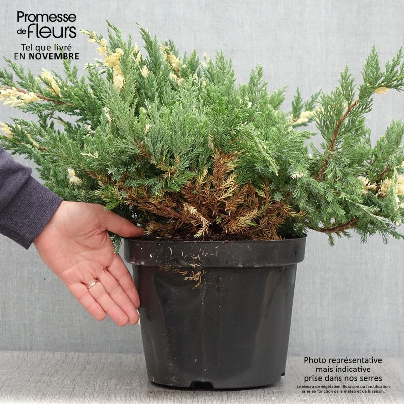 Ejemplar de Juniperus chinensis Expansa Variegata - Enebro de la China Maceta 7,5L/10L entregado en otoño