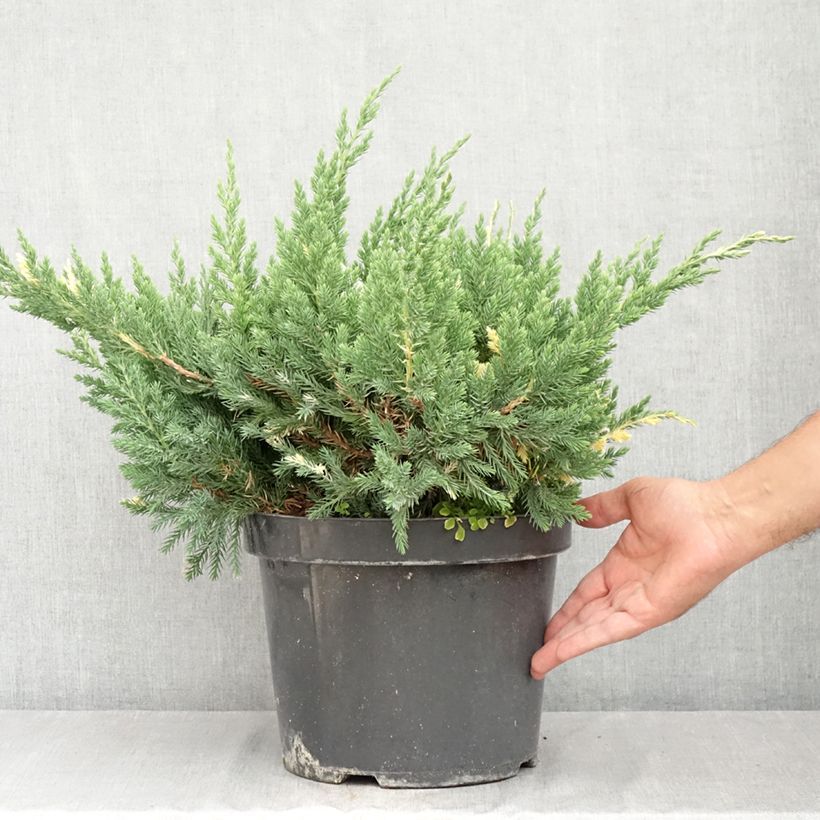 Ejemplar de Juniperus chinensis Expansa Variegata - Enebro de la China Maceta 7,5L/10L entregado en verano